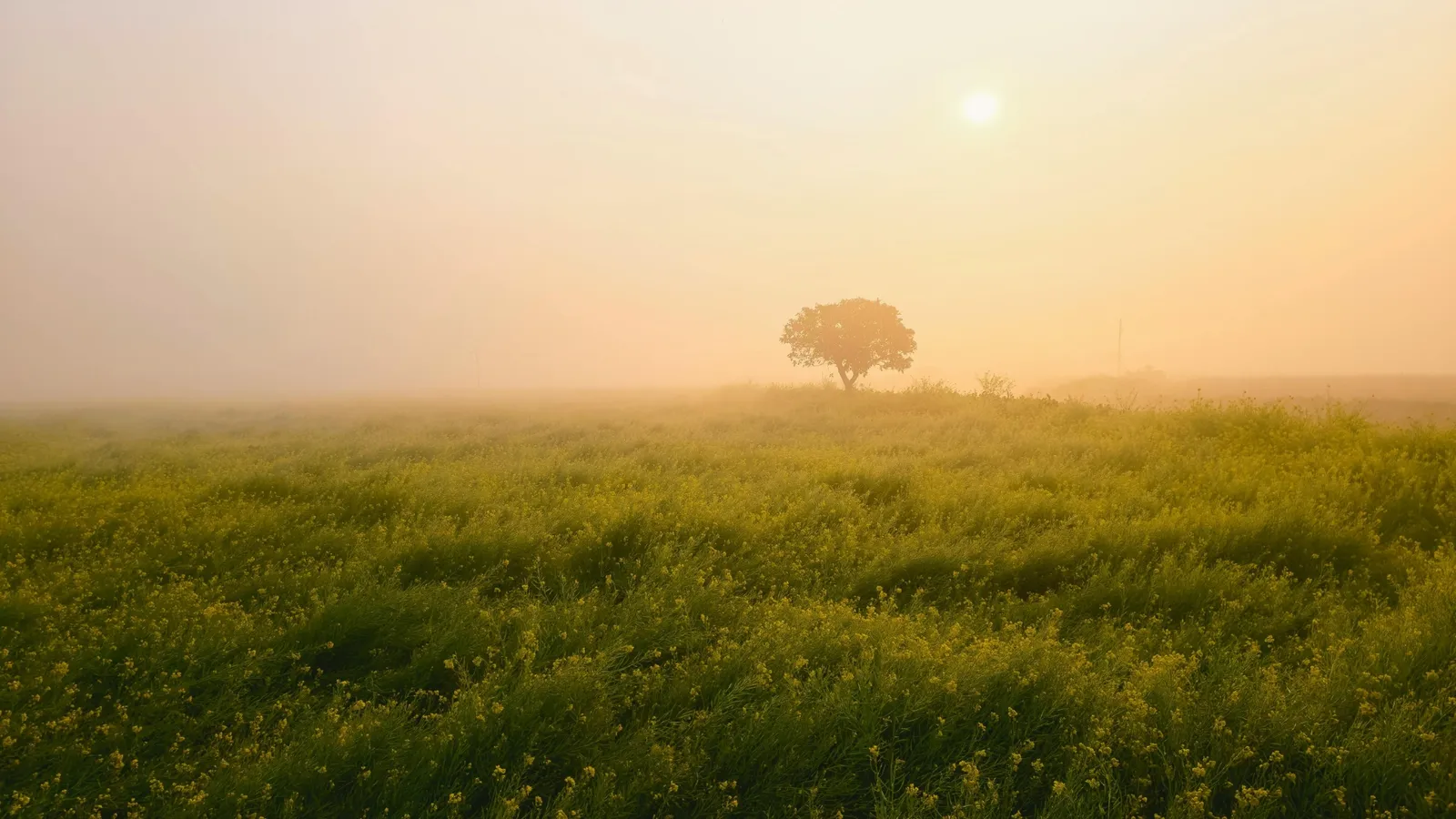 iamgem de campo com nevoa e uma arvore no centro